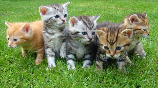 Sadis! Puluhan Ekor Kucing di Tasikmalaya Dibantai, Organ Dalamnya Diambil