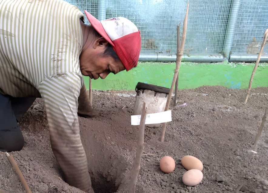 Lestarikan Satwa Langka, PLN Berhasil Tetaskan 9 Telur Burung Maleo