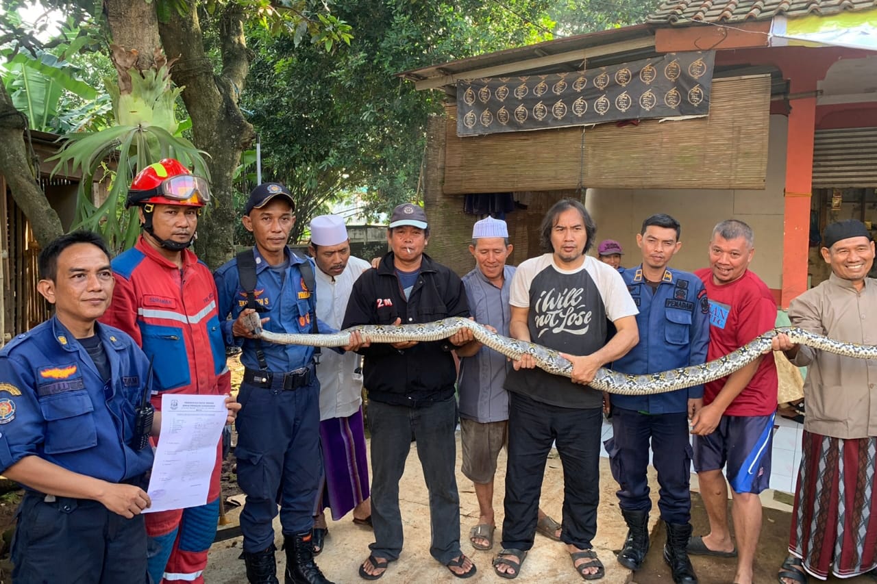 Seekor Ular Sanca Batik Panjang 4 Meter Dievakuasi Petugas Damkar Dari Pemukiman Warga di Bekasi
