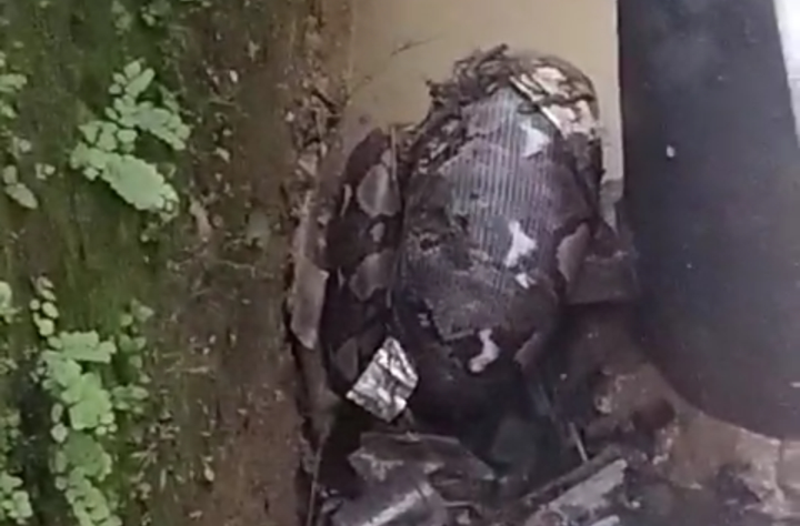 Ular Piton Sepanjang 4 Meter Ditemukan di Pemukiman Warga Bekasi, Rescue: Sudah Bisa Memangsa Balita