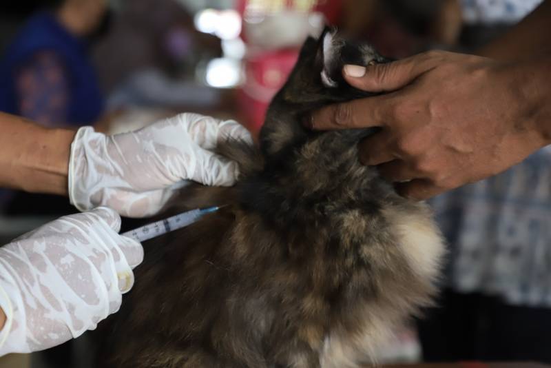 Pemkot Tangerang Buka 21 Rabies Center, Berikut Lokasinya