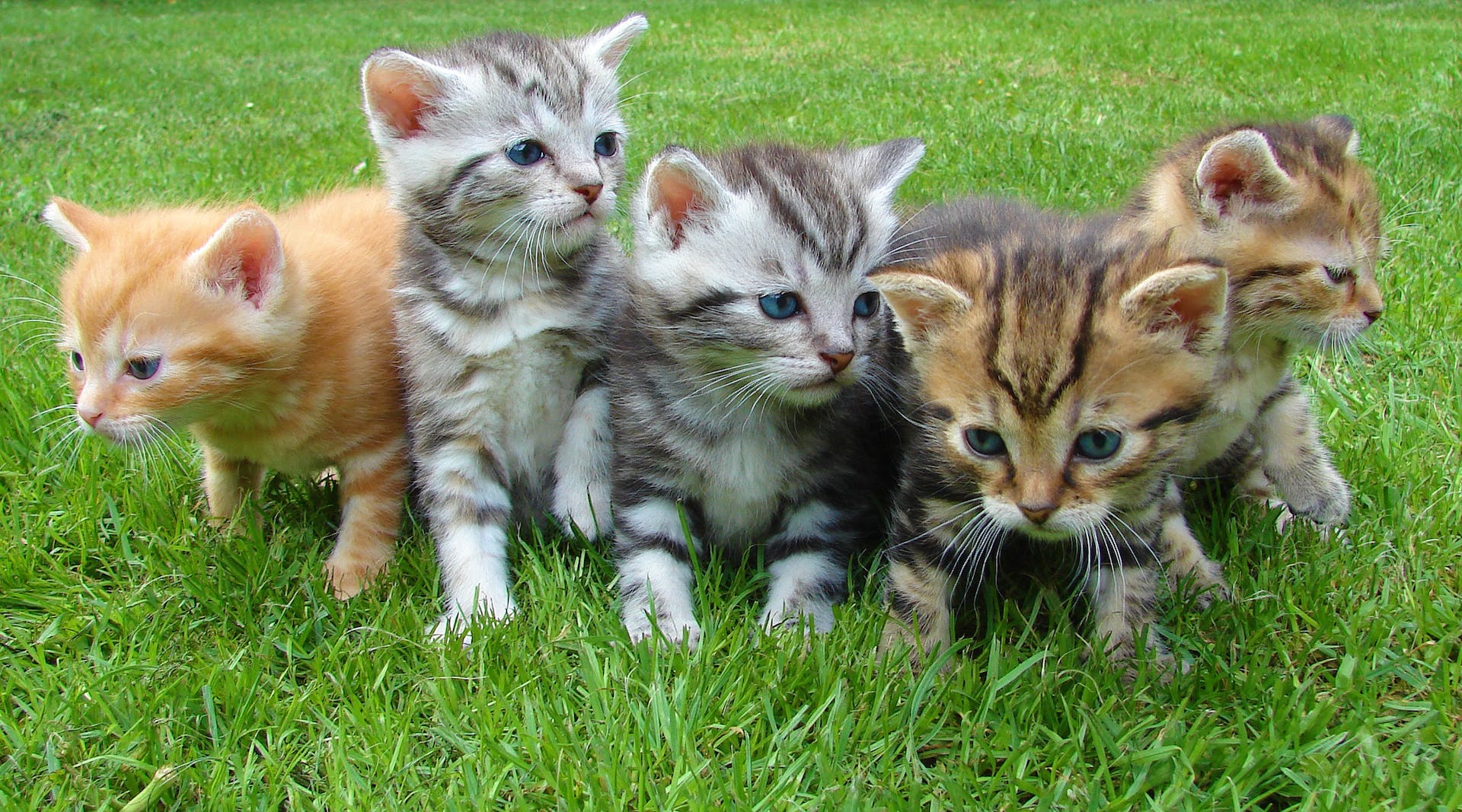 Jangan Usir Kucing Liar Jika Datang ke Rumah, Ternyata Ini 4 Pertanda Baik
