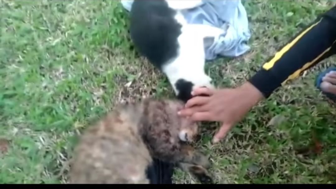 Alasan Brigjen NA Tembak Kucing di Sesko TNI Bandung: Jaga Kebersihan dan Kenyamanan