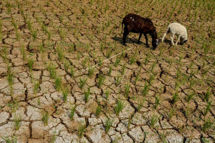 El Nino di Depan Mata, Pemda Wajib Antisipasi Potensi Kekeringan 