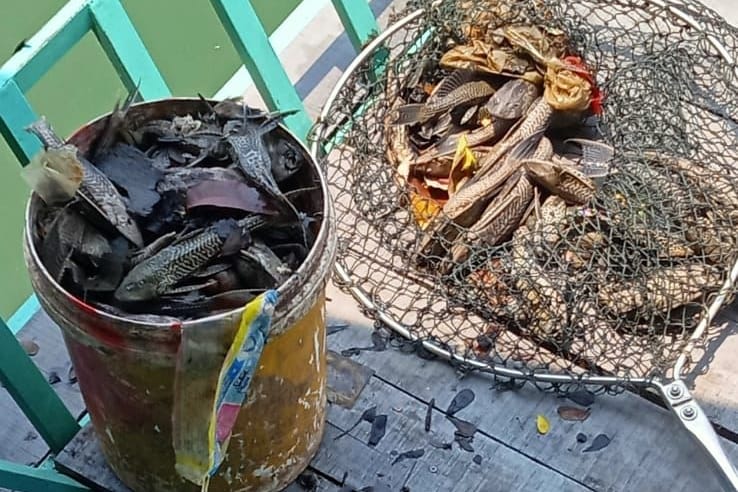 Viral Puluhan Ikan Sapu-Sapu di Objek Wisata Situ Rawa Gede Bekasi Mati