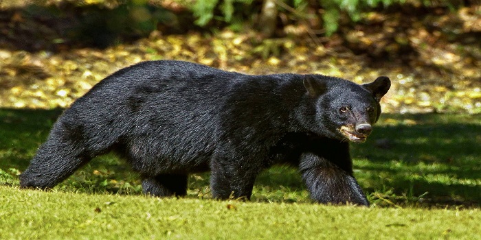 Ngeri! Pasutri di Solok Sumatera Barat Diserang Beruang saat Pulang dari Ladang