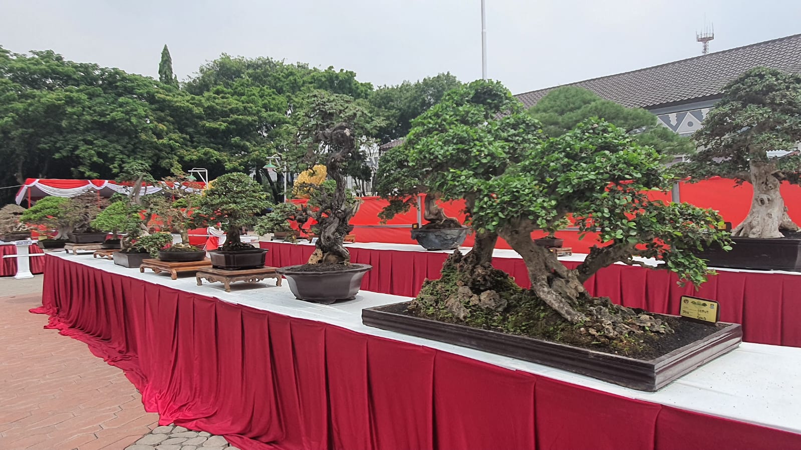 Kontes Bonsai Patriot Tingkat Nasional, Ratusan Pohon Perebutkan Piala Wali Kota Bekasi