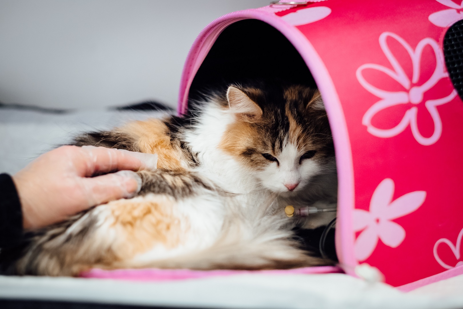 Kenali Ciri-ciri Kucing Sakit dan Cara Mengatasinya, Jangan Sampai Telat Atau Anda Bakal Menyesal!