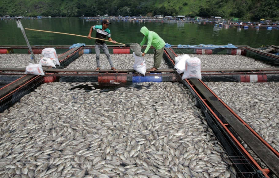 Keracunan, Puluhan Ton Ikan di Waduk Darma Kuningan Mati 
