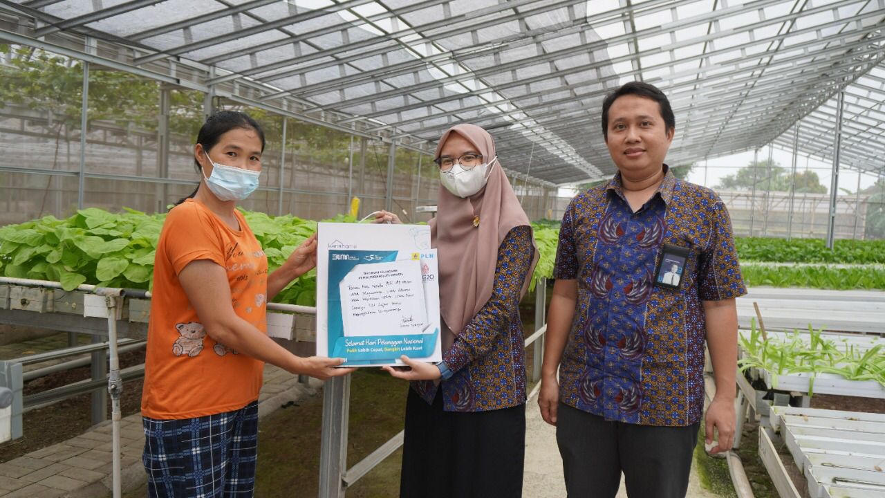 Manfaatkan Penambahan Daya PLN, Produkvitas UMKM Hidroponik di Tangerang Naik 100 Persen