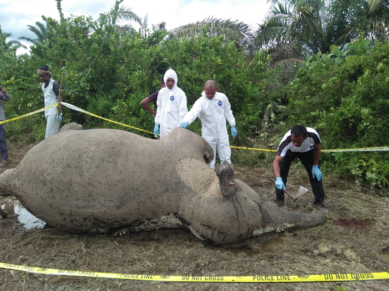 Gajah Sumatera yang Langka Ini Mati, Diduga Makan Pupuk
