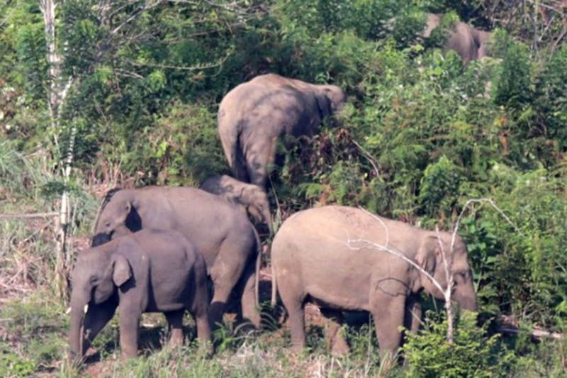 Gajah Liar di Aceh Obrak-Abrik Padi hingga Masuk ke Permukiman Warga 