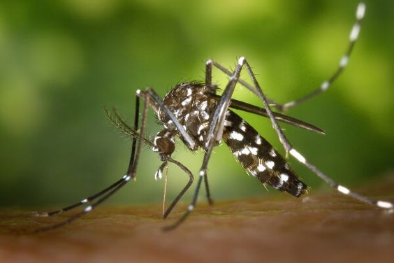 Musim Hujan Mobil Jadi Mudah Lembab, Ini Tips untuk Menghindari Nyamuk dalam Mobil
