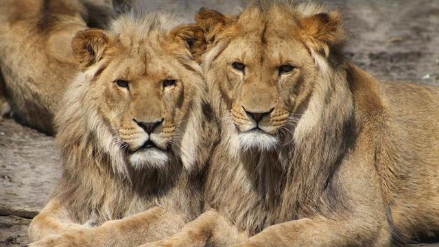 Tiga Singa di Kebun Binatang Ini Terinfeksi Covid-19 Varian Delta, Tertular dari Penjaganya