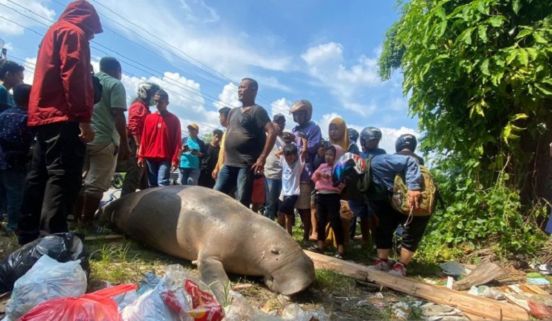 Bangkai Ikan Duyung Bikin Geger Warga, Terdampar di Pesisir Pantai Pasar Minggu