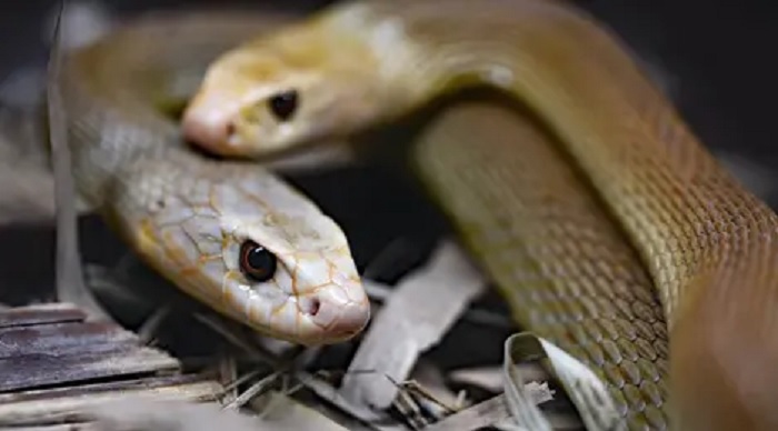 Ternyata, Ular Kobra Sensitif dengan Wangi-Wangian Menyengat, Begini Cara Usir Reptil Ini Bila Masuk Rumah