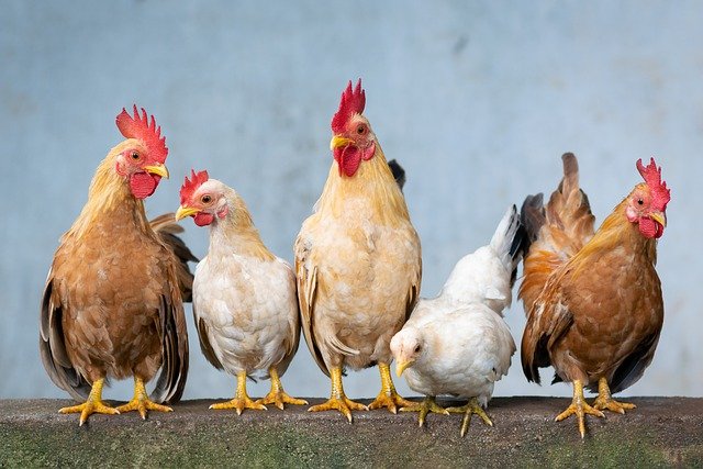 Wow Harga Ayam Potong di Bekasi Tembus Rp35.000 per Kilogram, Pedagang Bubur Ayam Kena Dampaknya