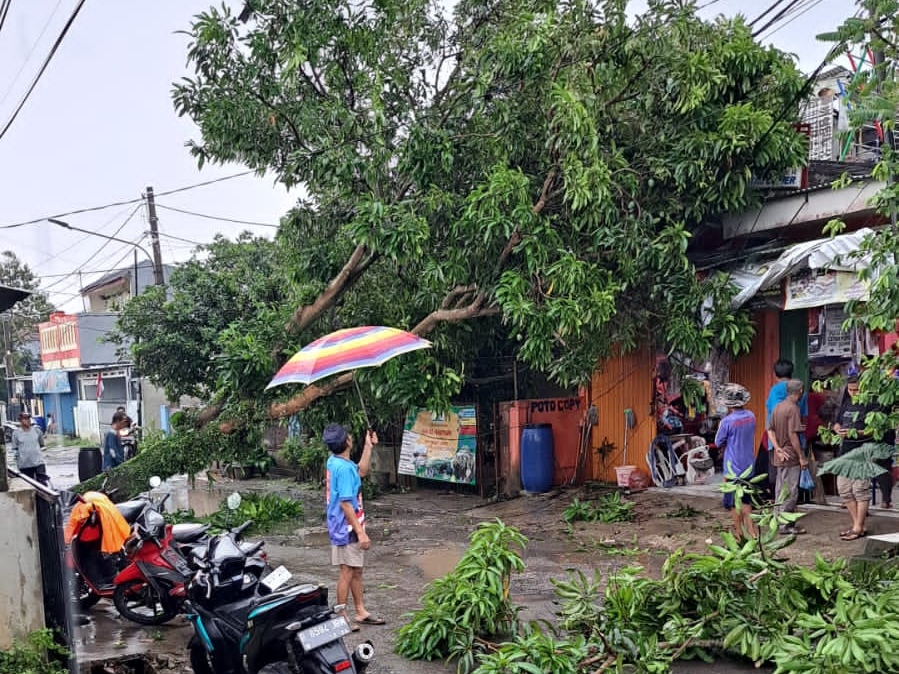 Cuaca Ekstrem, Hujan Disertai Angin Kencang Tumbangkan Sejumlah Pohon di Kabupaten Tangerang