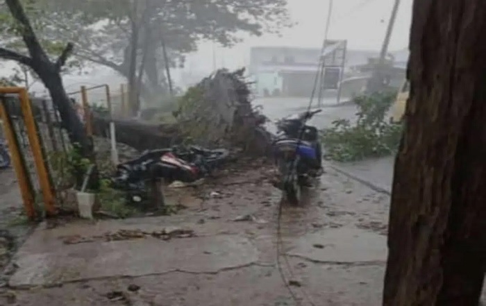 Hujan Deras Disertai Angin, Satu Motor Ringsek Tertimpa Pohon Tumbang