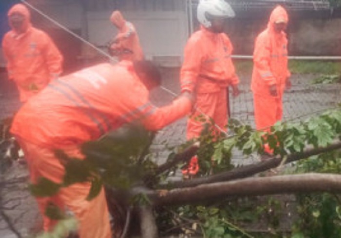 7 Pohon Tumbang di Cipayung Jakarta Timur Tak Makan Korban