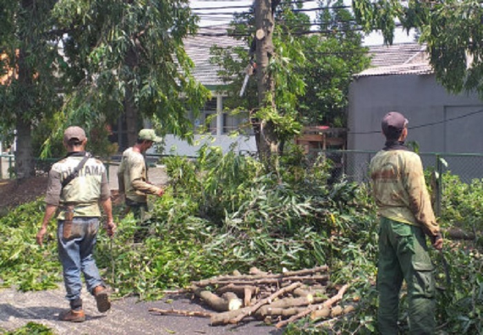 Hindari Kecelakaan di wilayah Jakarta, 8 Pohon di Kawasan Pasar Minggu Dipangkas