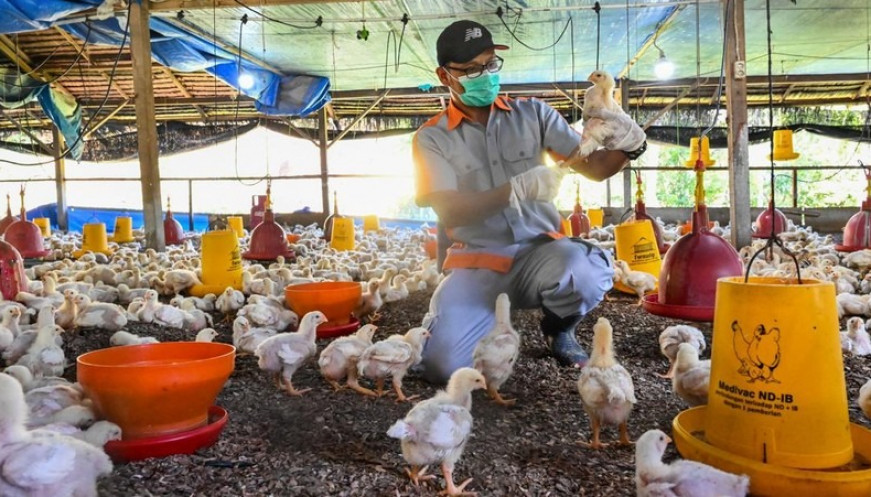 Waspada Flu Burung, Pemkab Tangerang Perketat Pengawasan Lalu Lintas Unggas yang Masuk 