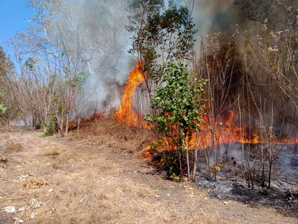 Kebakaran Gunung Ciremai Makin Meluas, Lereng Gunung Arjuno Ikut Terbakar
