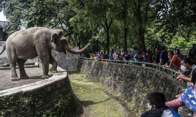 Gajah Sumatera Hamil Ditemukan Tewas di Lahan Konsesi, Diduga Makan Buah Beracun 