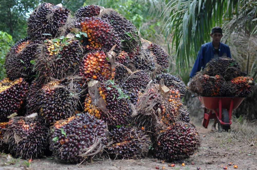 Arahan Luhut, Perusahaan Perkebunan Kelapa Sawit di Kalimantan Bakal Diaudit Pemerintah