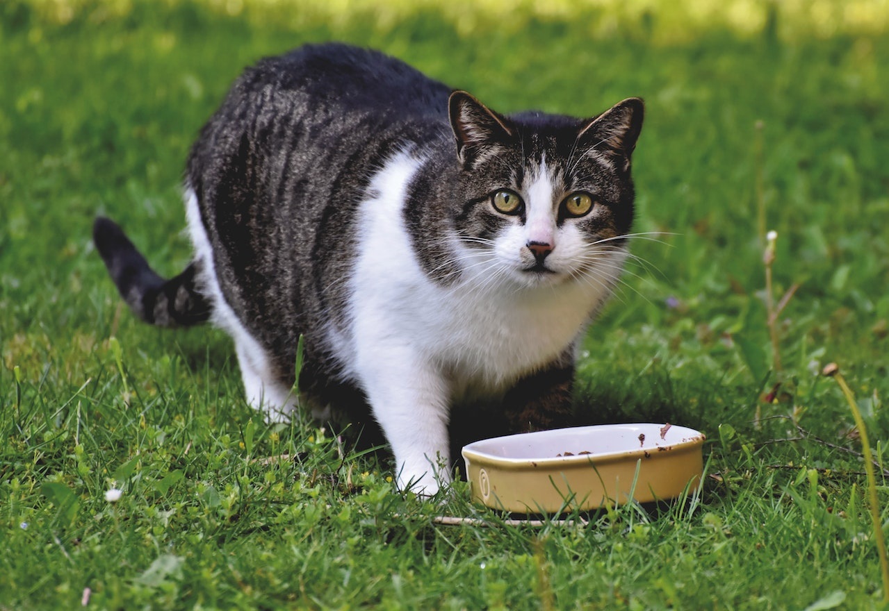 Pecinta Anabul Wajib Tahu! Makanan Nutrisi untuk Kucing yang Baik Sebagai Penunjang Kesehatannya
