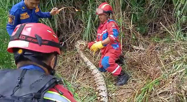 Masyarakat Bekasi DIhebohkan Penemuan Sanca Batik 70 Kilo Panjang 4 Meter 