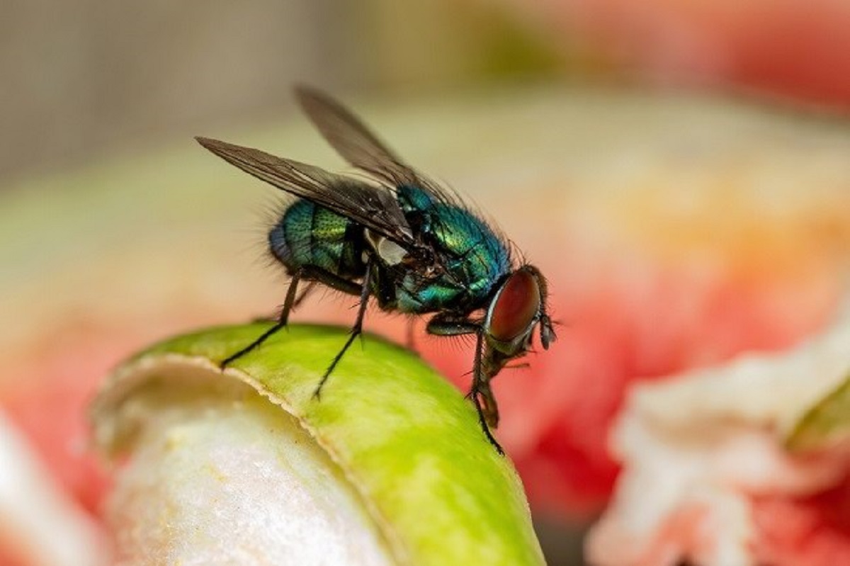 10 Cara Menghilangkan Lalat di Rumah, Dijamin Ampuh