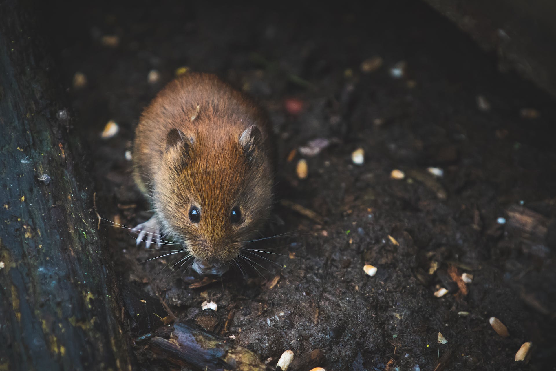 Cara Mengusir Tikus yang Efektif dan Aman: Tidak Melibatkan Racun