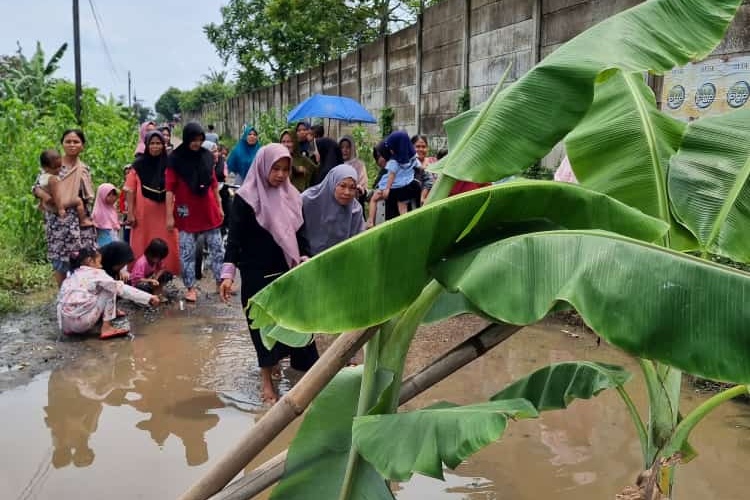 Protes Jalan Rusak, Warga Sindang Jaya Tangerang Tanam Pohon Pisang di Tengah Jalan