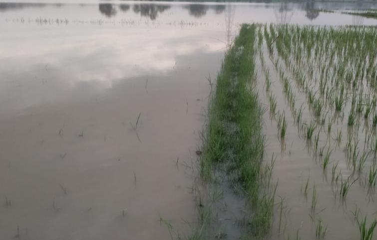 24 Hektar Sawah di Tangerang Terendam Banjir, Berikut Rinciannya