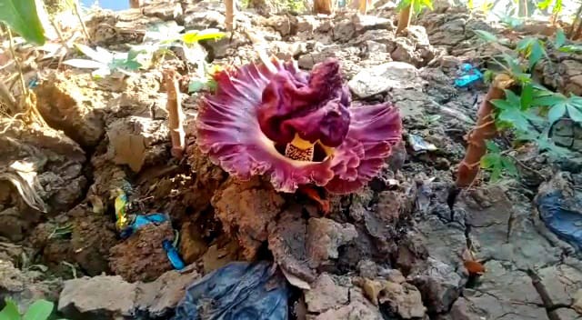 Bikin Geger, Bunga Bangkai Tumbuh di Kebun Singkong Milik Warga di Kabupaten Bekasi
