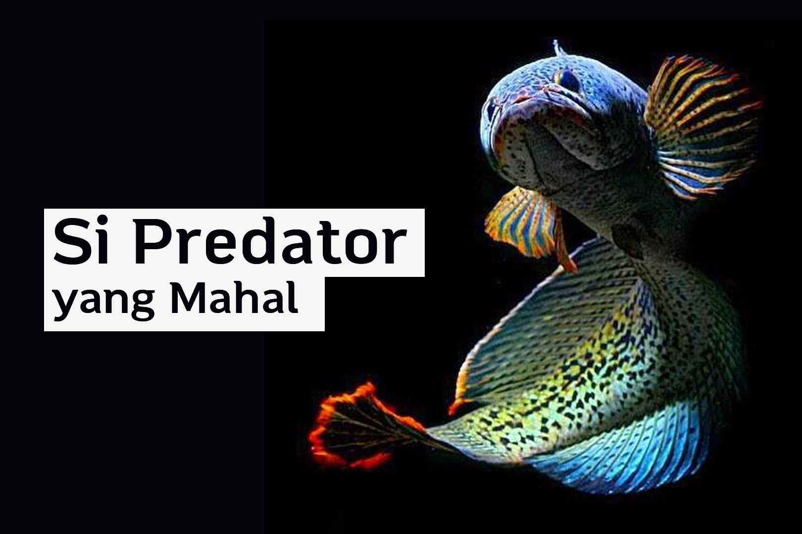 Si Predator yang Mahal, Berikut Jenis Ikan Channa dengan Motif Paling Indah dan Menawan