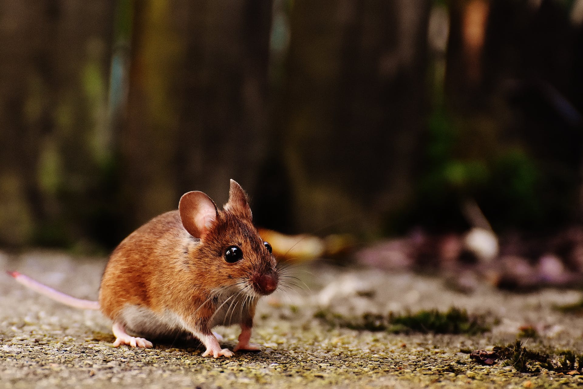 5 Cara Mengusir Tikus yang Ampuh: Salah Satunya Menggunakan Bahan Alami