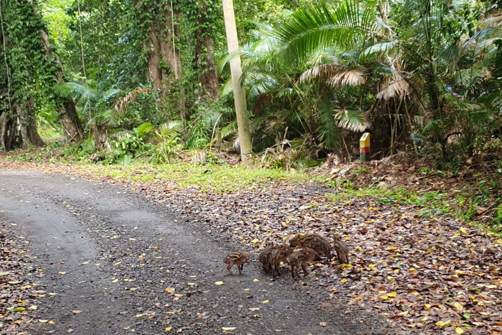 Taman Nasional Alas Purwo Banyuwangi, Hutan Tertua di Pulau Jawa Dengan Keindahannya