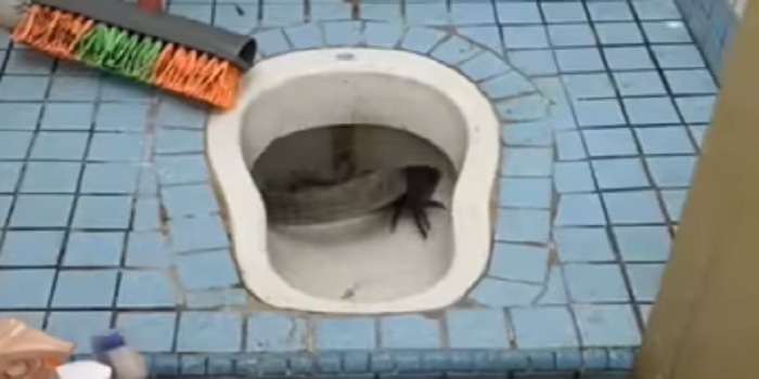 Bikin Merinding! Muncul Biawak Besar di Lubang WC, Netizen: Bayangin Pas BAB Dia Muncul
