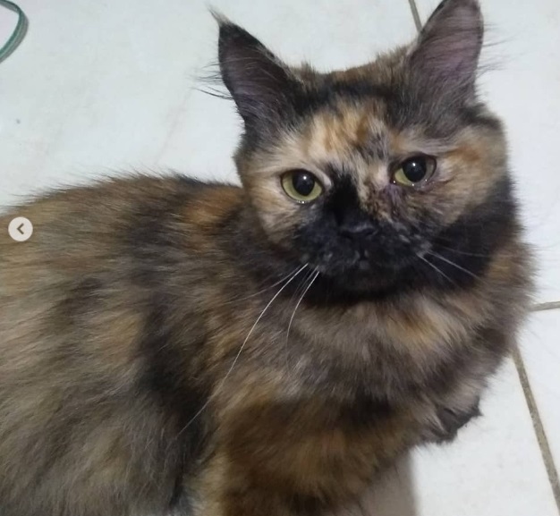 Pecinta Anabul Wajib Tahu! Penyebab Bulu Kucing Rontok, Bisa Karena Penyakit atau Hanya Alergi Makanan
