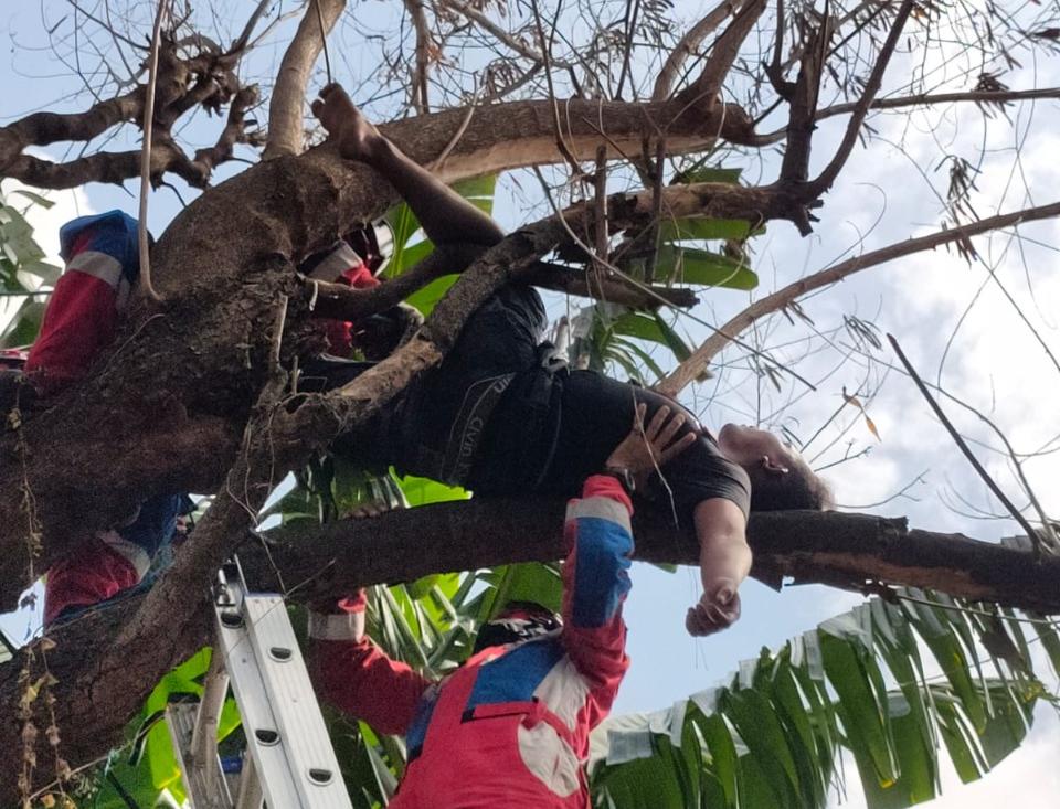 Kok Bisa, Pria Ini Tidur Pulas di Atas Pohon Sampai Harus Dievakuasi Petugas Damkar