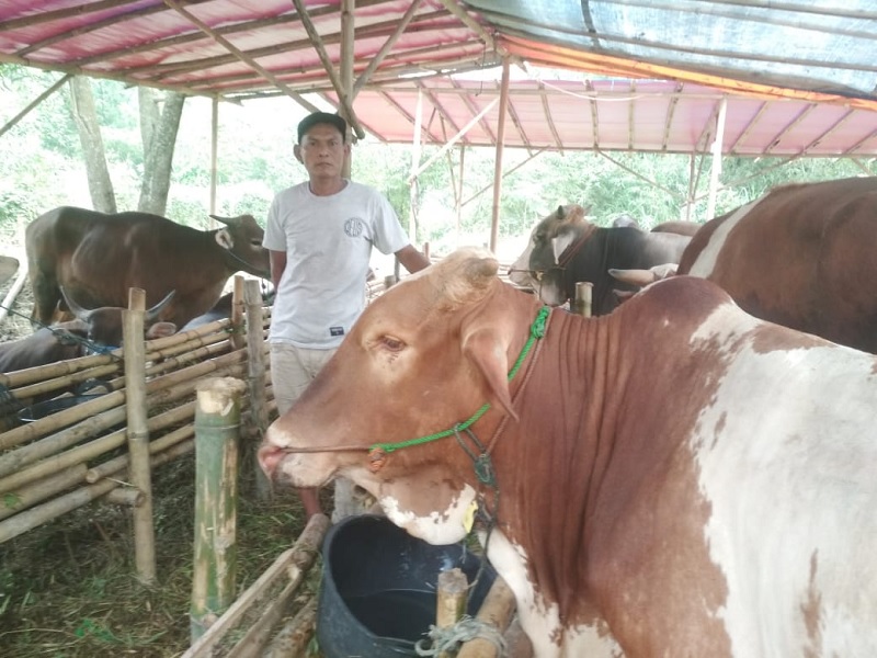 Gegara PMK, Penjual Hewan Kurban di Tangerang Alami Penurunan Omset Lebih dari 50 Persen