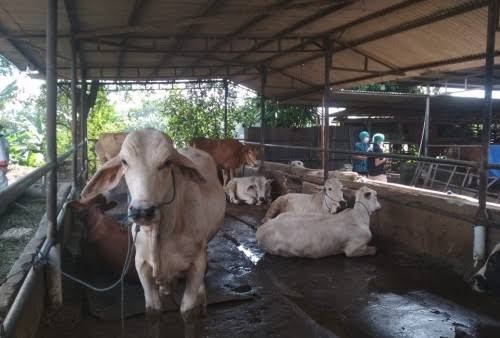 Pemerintah Larang Pergerakan Hewan Ternak di Ribuan Kecamatan Zona Merah PMK