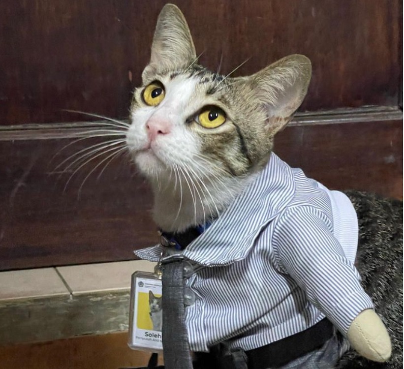Gemesin! Ini Foto-Foto Lucu Soleh The Cat 'Pegawai' Ditjen Pajak 