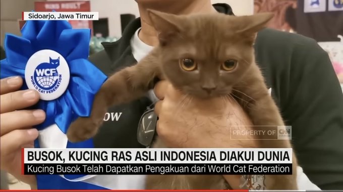 Perkenalkan, Ini Busok Kucing Asli Indonesia Dari Pulau Raas Madura