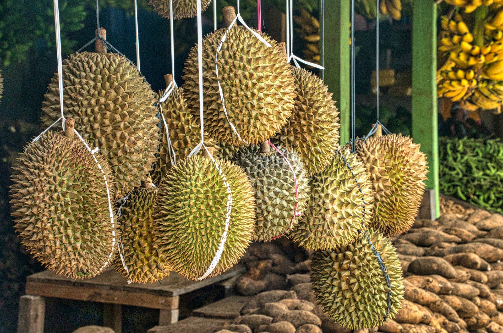 Durian Dianggap Cocok Dibudidayakan IKN 