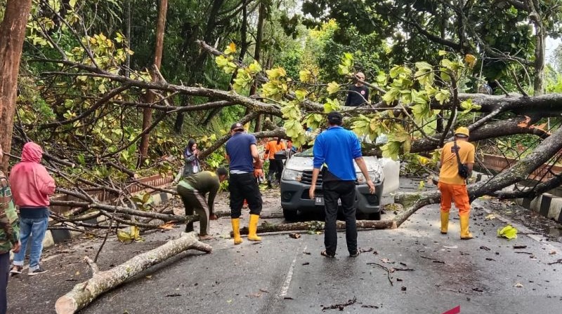Mobil Operasional Bulog Tertimpa Pohon Tumbang, Sopir Dilarikan ke IGD RSAM