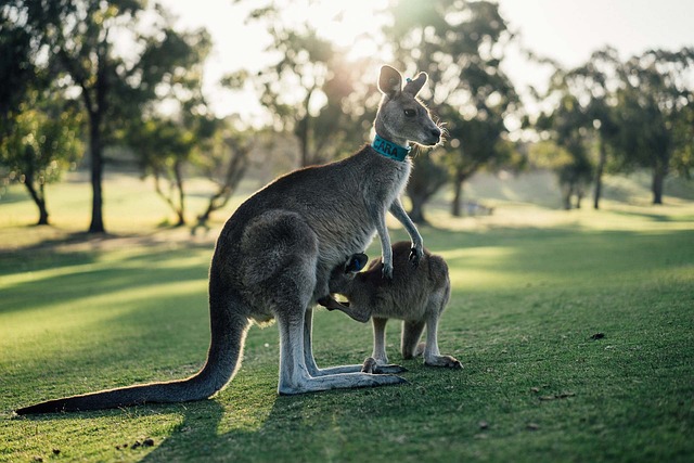 Pro-Kontra Pemusnahan Kanguru di Australia, Populasi Berlebihan hingga Ancam Spesies Lain