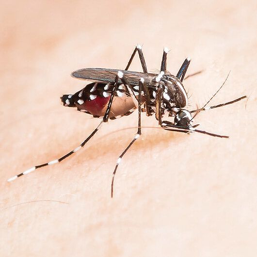 Kenali Tanda-Tanda Terjangkit Penyakit Cikungunya pada Orang Dewasa, Waspada! 